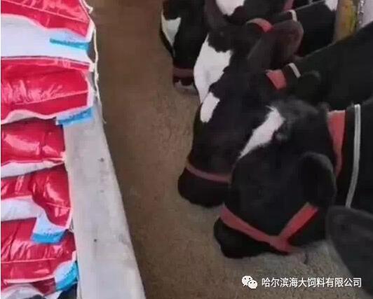 犢牛腹瀉原因分析及解決方案